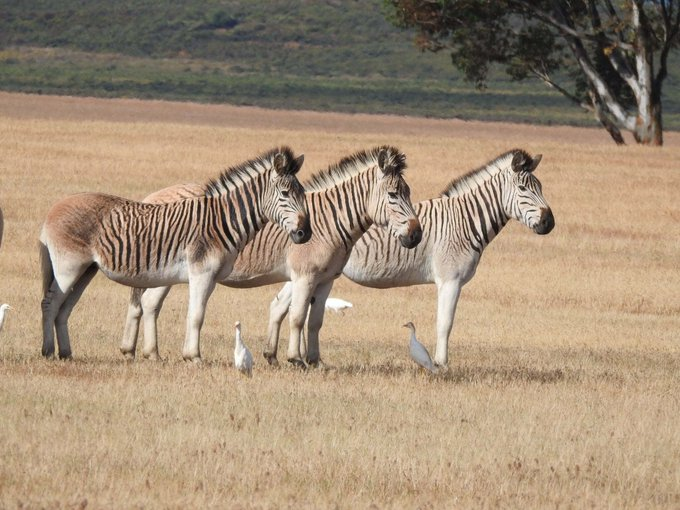 Ficha de combate dos animais selvagens