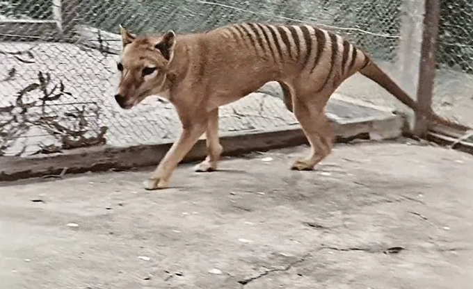 Ficha de combate dos animais selvagens