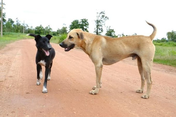 Ficha de combate dos animais selvagens