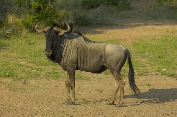 Ficha de combate dos animais selvagens