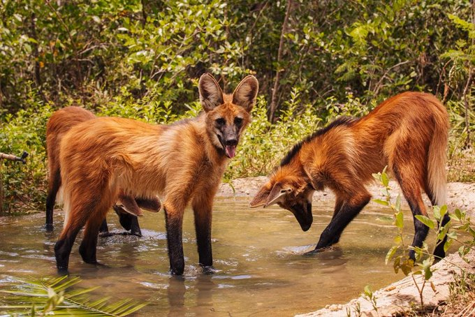 Ficha de combate dos animais selvagens