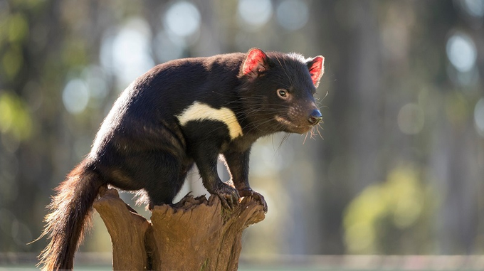 Ficha de combate dos animais selvagens