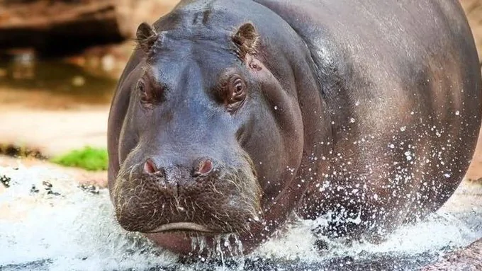 Ficha de combate dos animais selvagens Ficha de combate dos animais selvagens