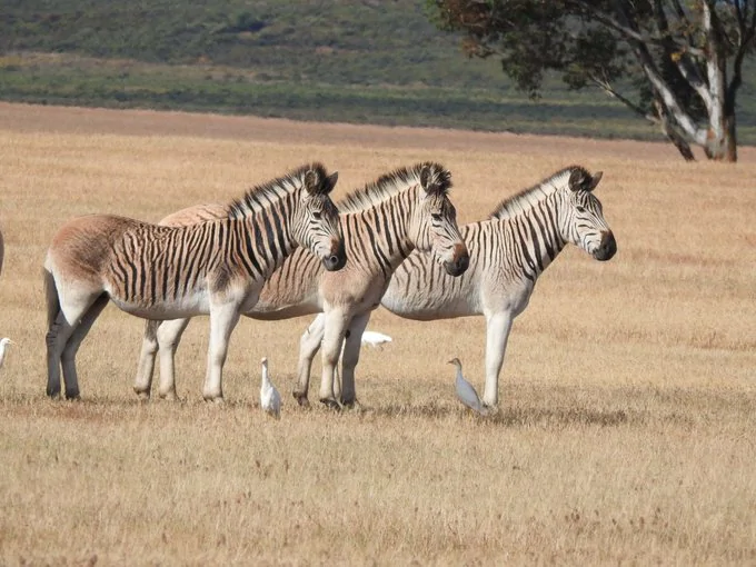 Ficha de combate dos animais selvagens Ficha de combate dos animais selvagens