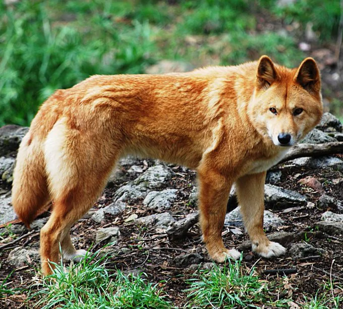 Ficha de combate dos animais selvagens Ficha de combate dos animais selvagens