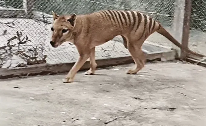 Ficha de combate dos animais selvagens Ficha de combate dos animais selvagens