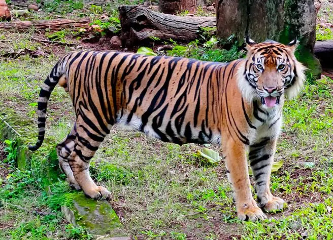 Ficha de combate dos animais selvagens Ficha de combate dos animais selvagens