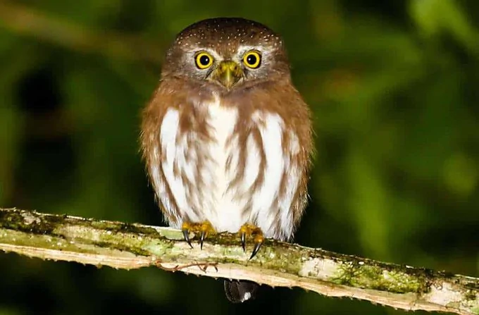 Ficha de combate dos animais selvagens Ficha de combate dos animais selvagens