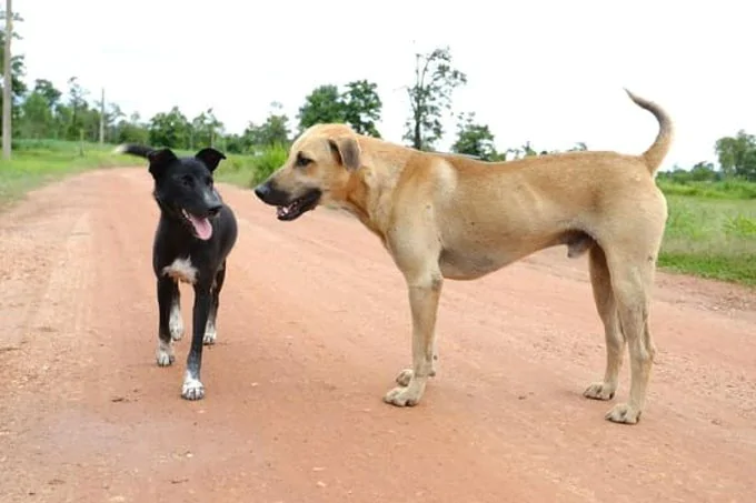 Ficha de combate dos animais selvagens Ficha de combate dos animais selvagens