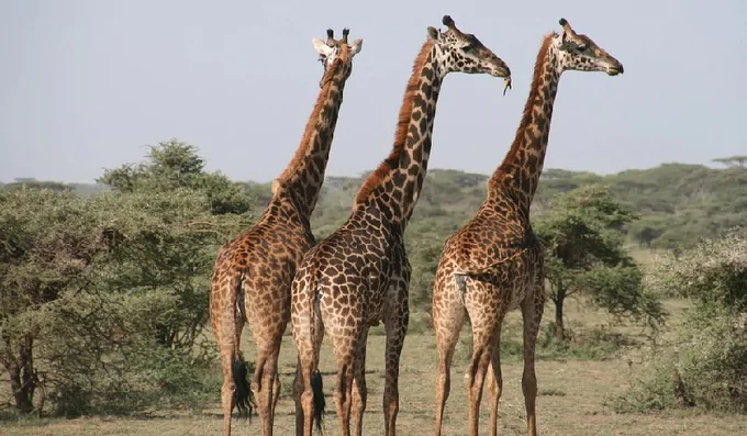 Ficha de combate dos animais selvagens Ficha de combate dos animais selvagens