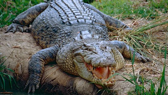 Ficha de combate dos animais selvagens Ficha de combate dos animais selvagens