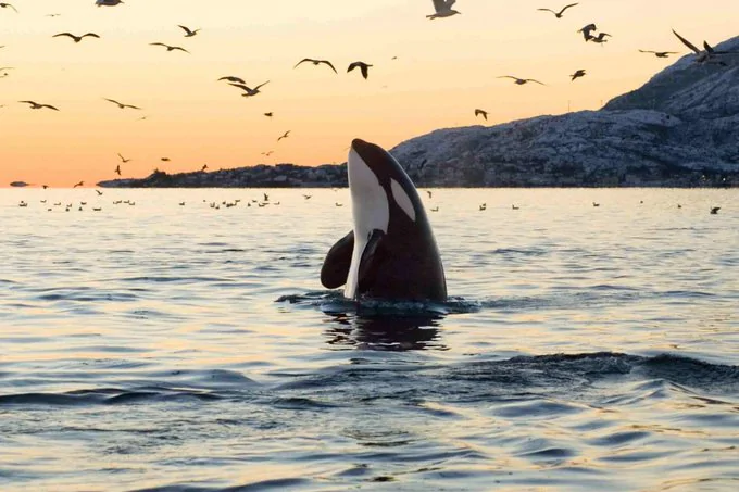 Ficha de combate dos animais selvagens Ficha de combate dos animais selvagens