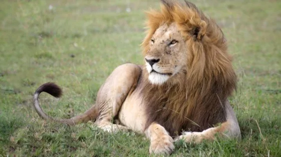 Ficha de combate dos animais selvagens Ficha de combate dos animais selvagens